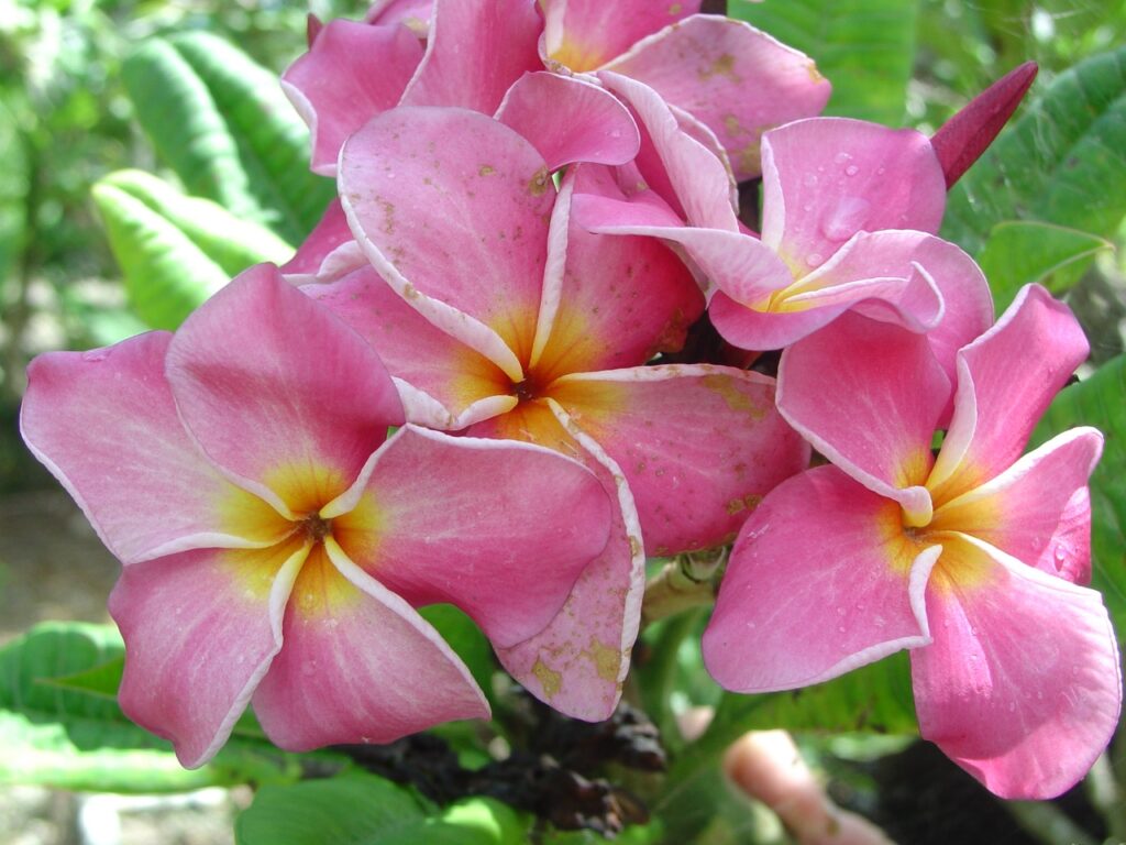 Mauve plumeria photo