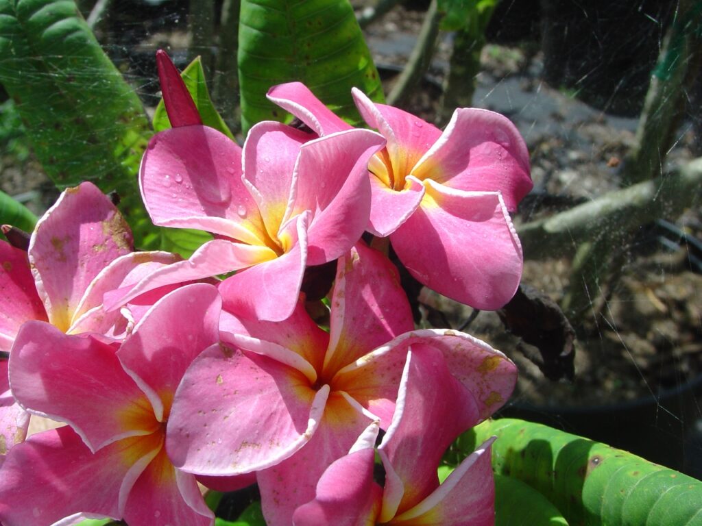 Mauve plumeria photo