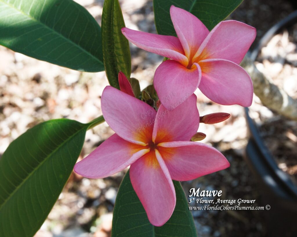 Mauve plumeria photo