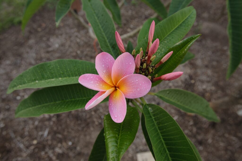 Maverick plumeria photo