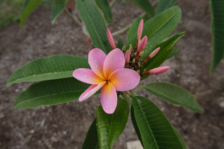 Maverick plumeria photo