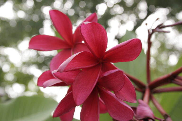 Maya Sangre plumeria photo