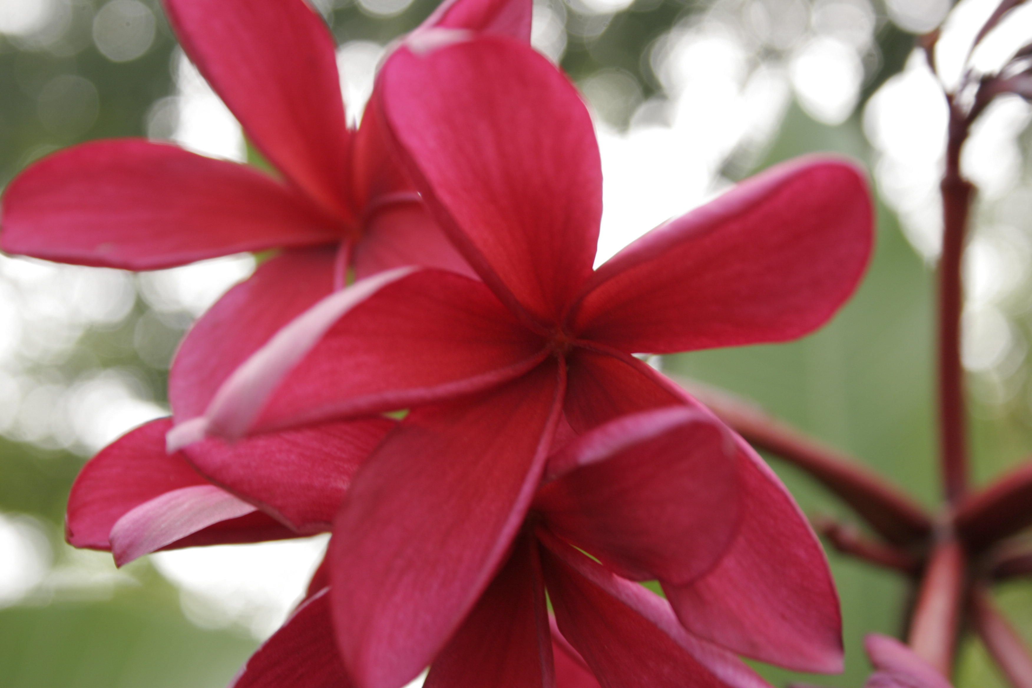 Maya Sangre plumeria photo