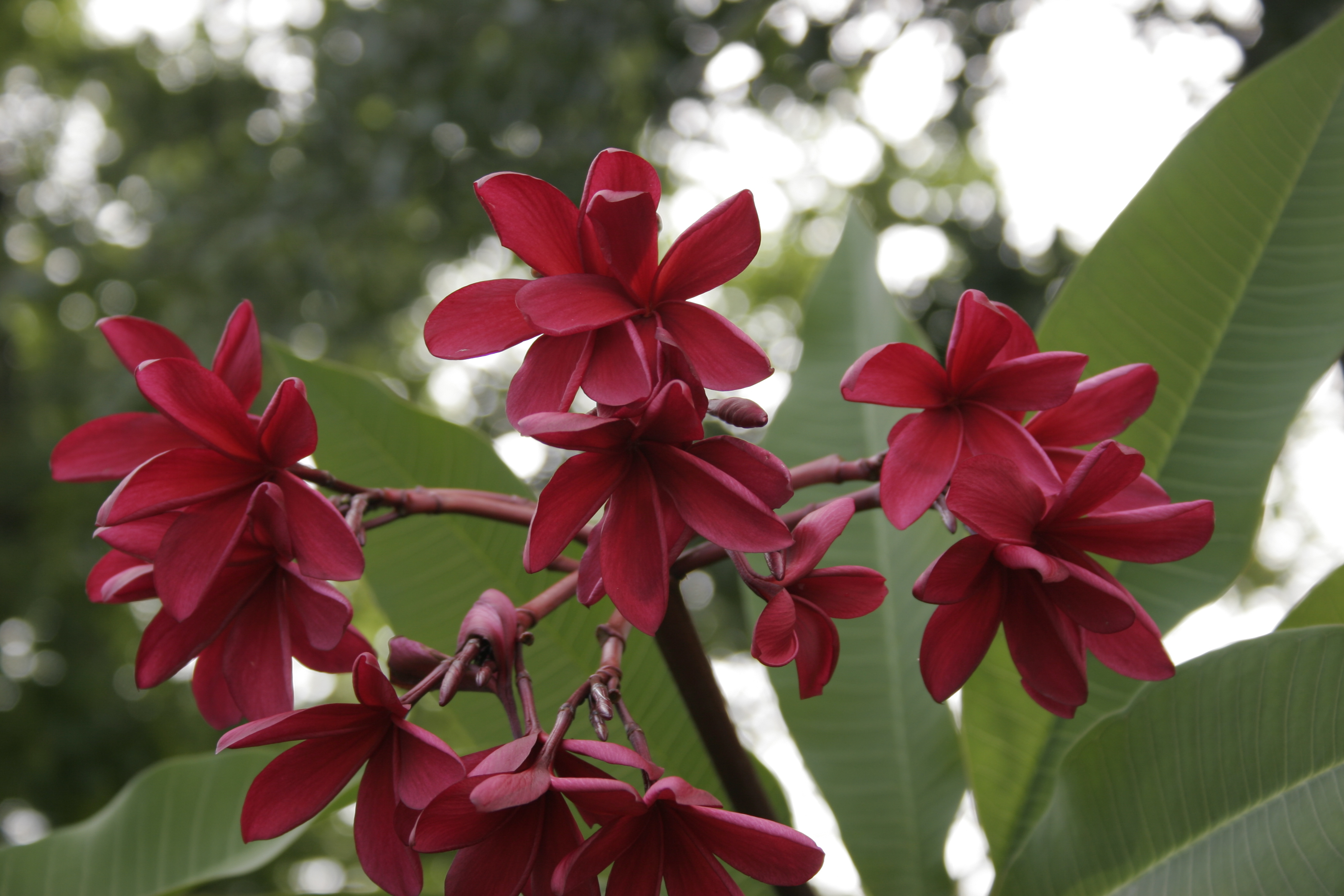 Maya Sangre plumeria photo