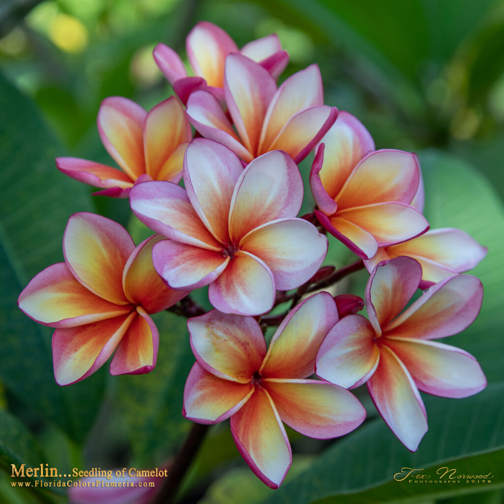 Merlin plumeria photo