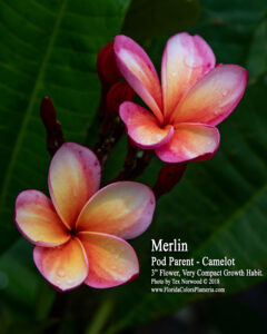 Merlin plumeria photo