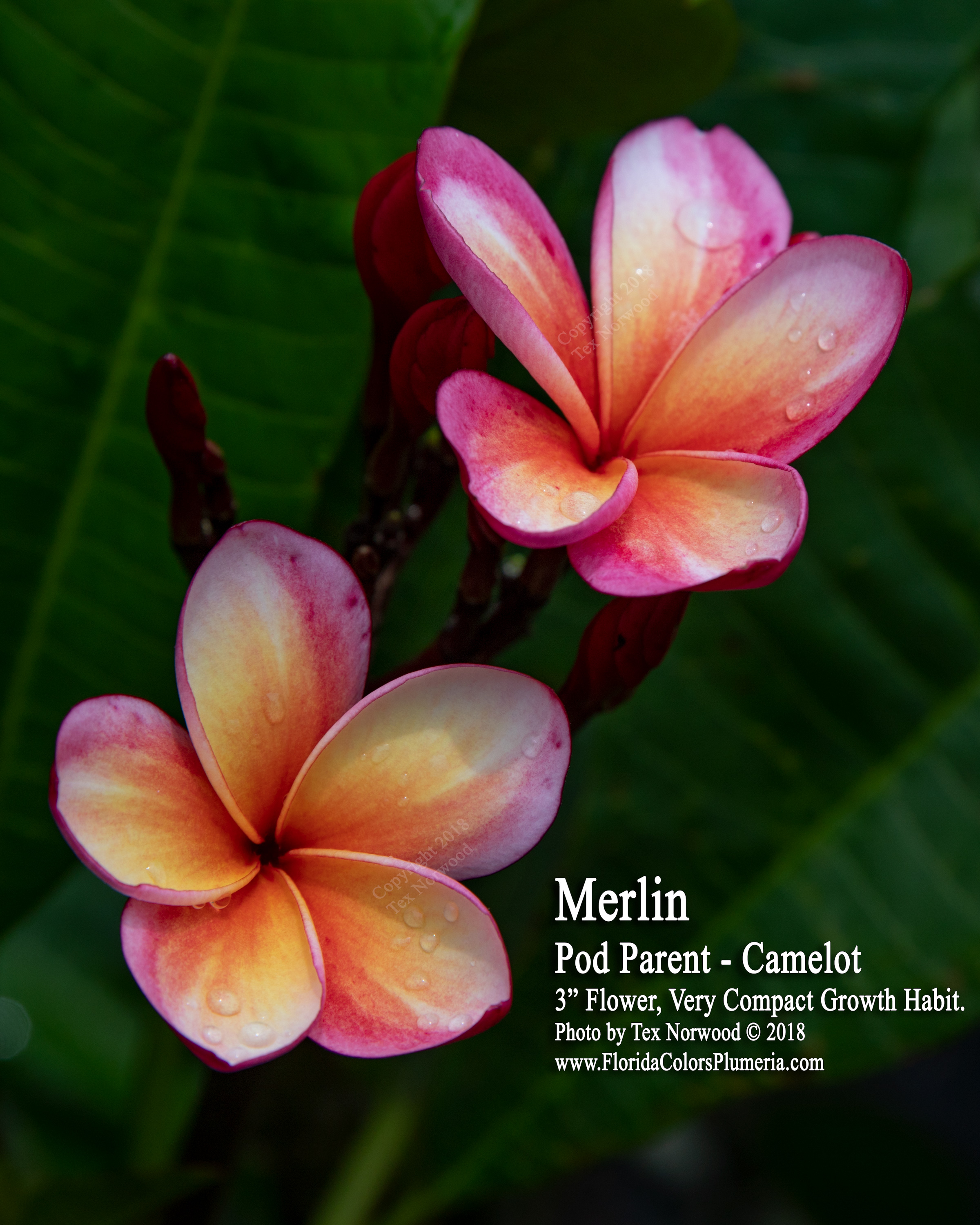 Merlin plumeria photo
