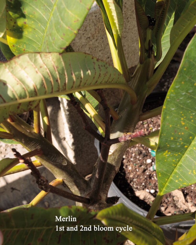 Merlin plumeria photo