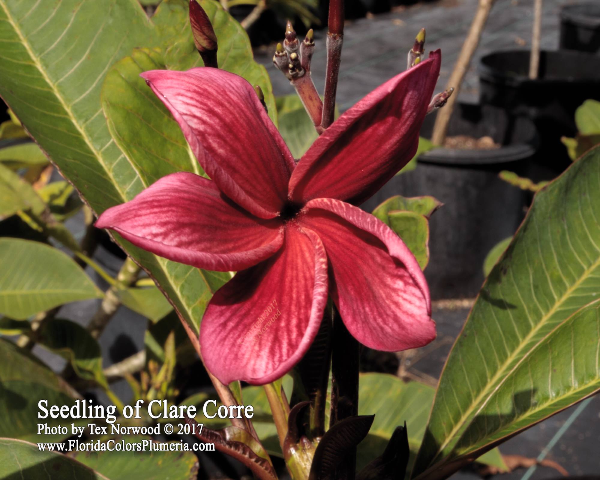 Merlot plumeria photo