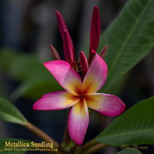 JL Metallica plumeria photo
