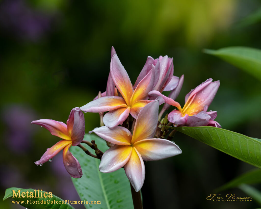 JL Metallica plumeria photo