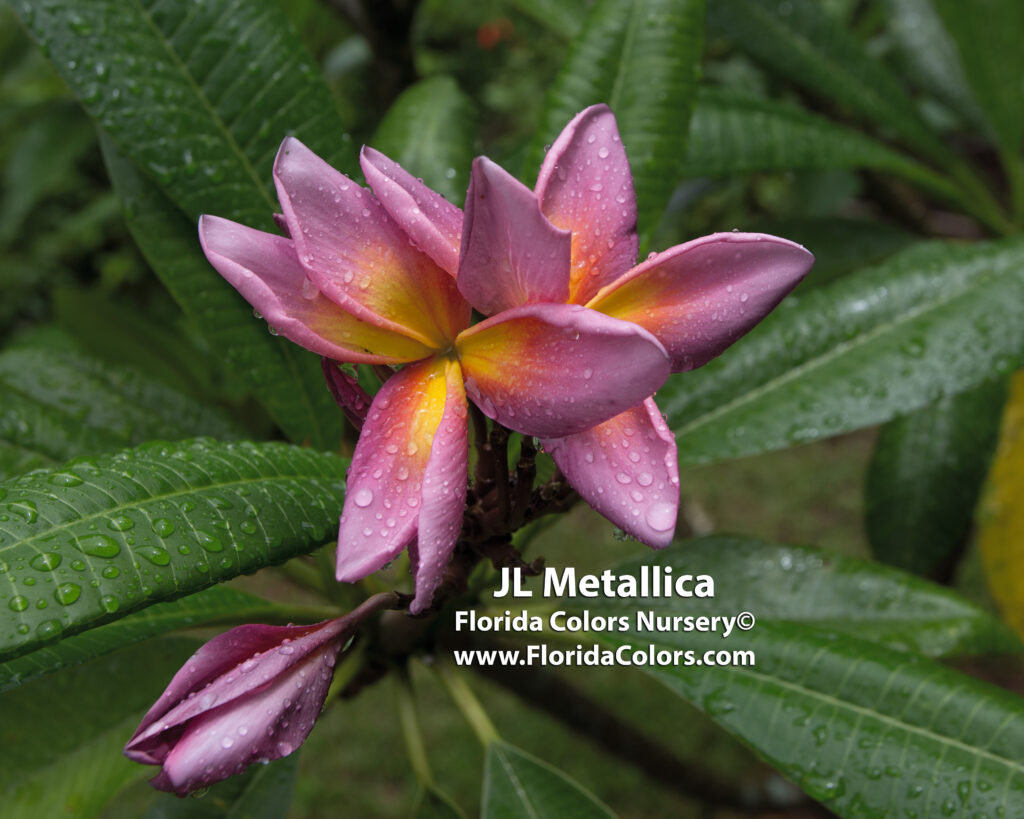 JL Metallica plumeria photo