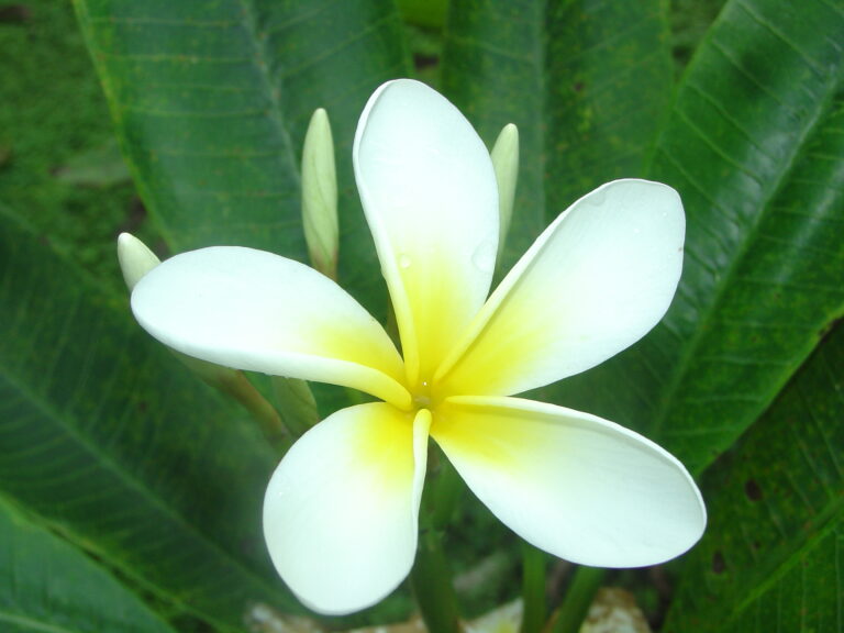 Meteor plumeria photo