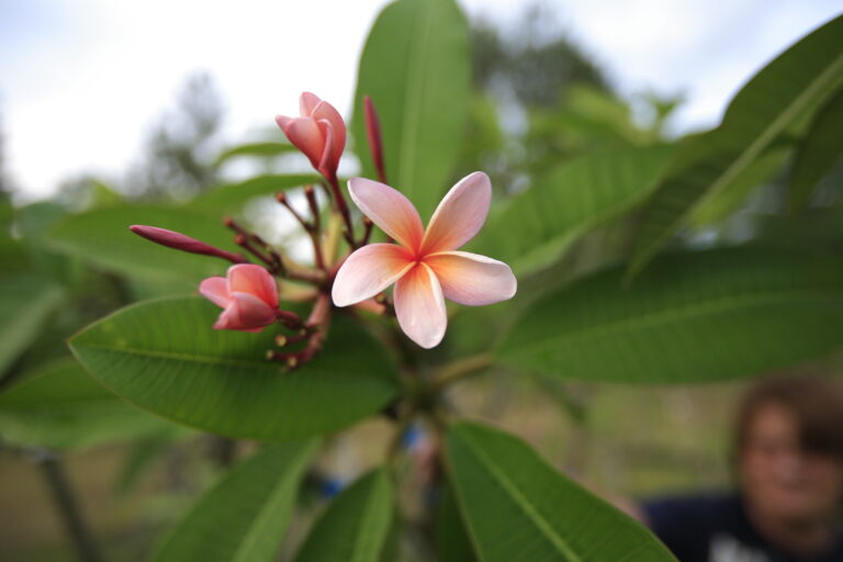 Mexican Gold plumeria photo