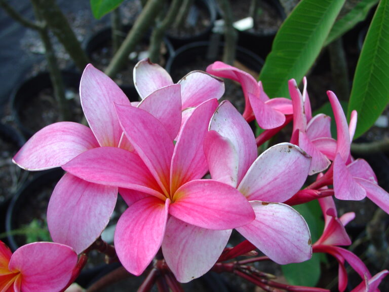 Mia plumeria photo