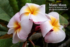 Miami Moon plumeria photo