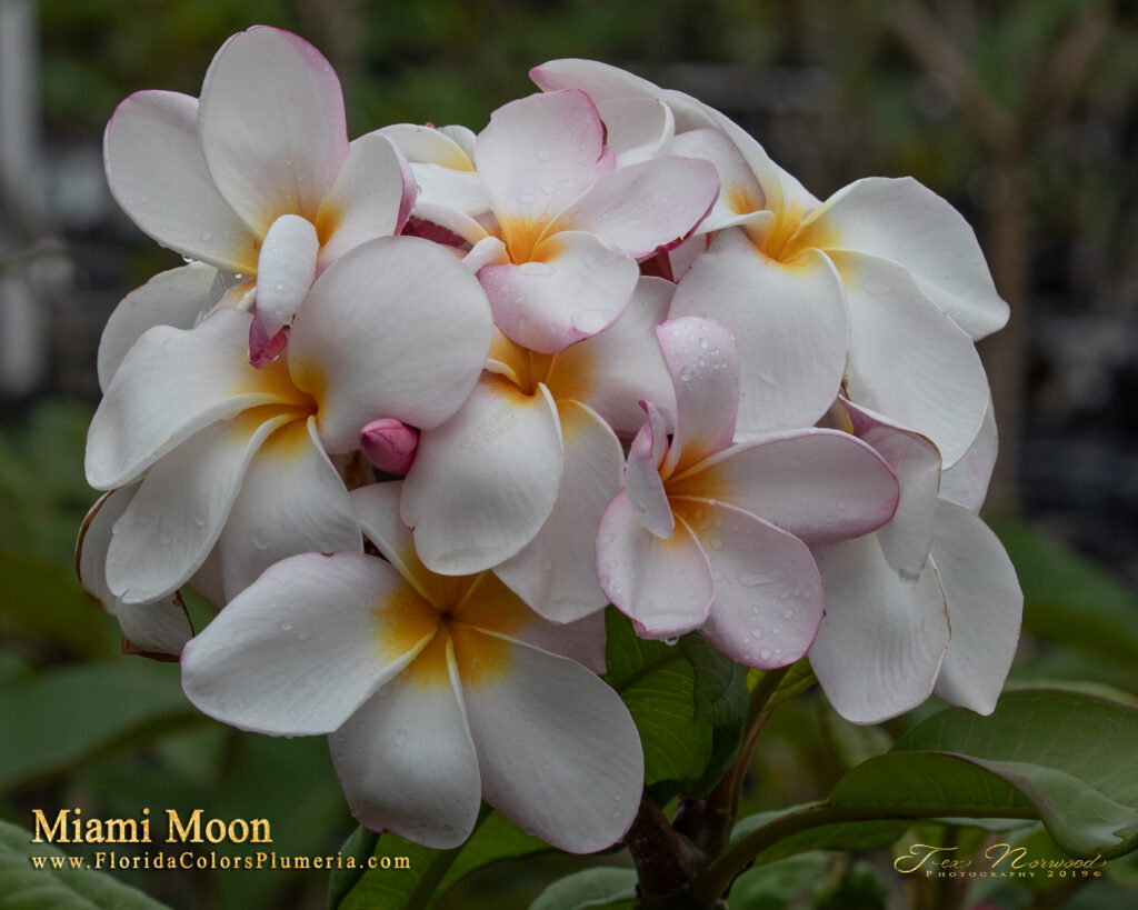 Miami Moon plumeria photo