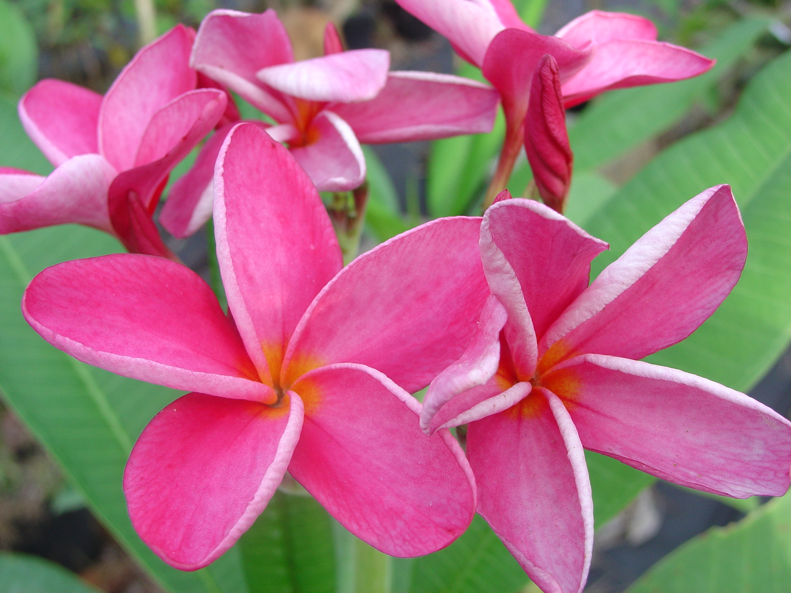 Miami Rose plumeria photo