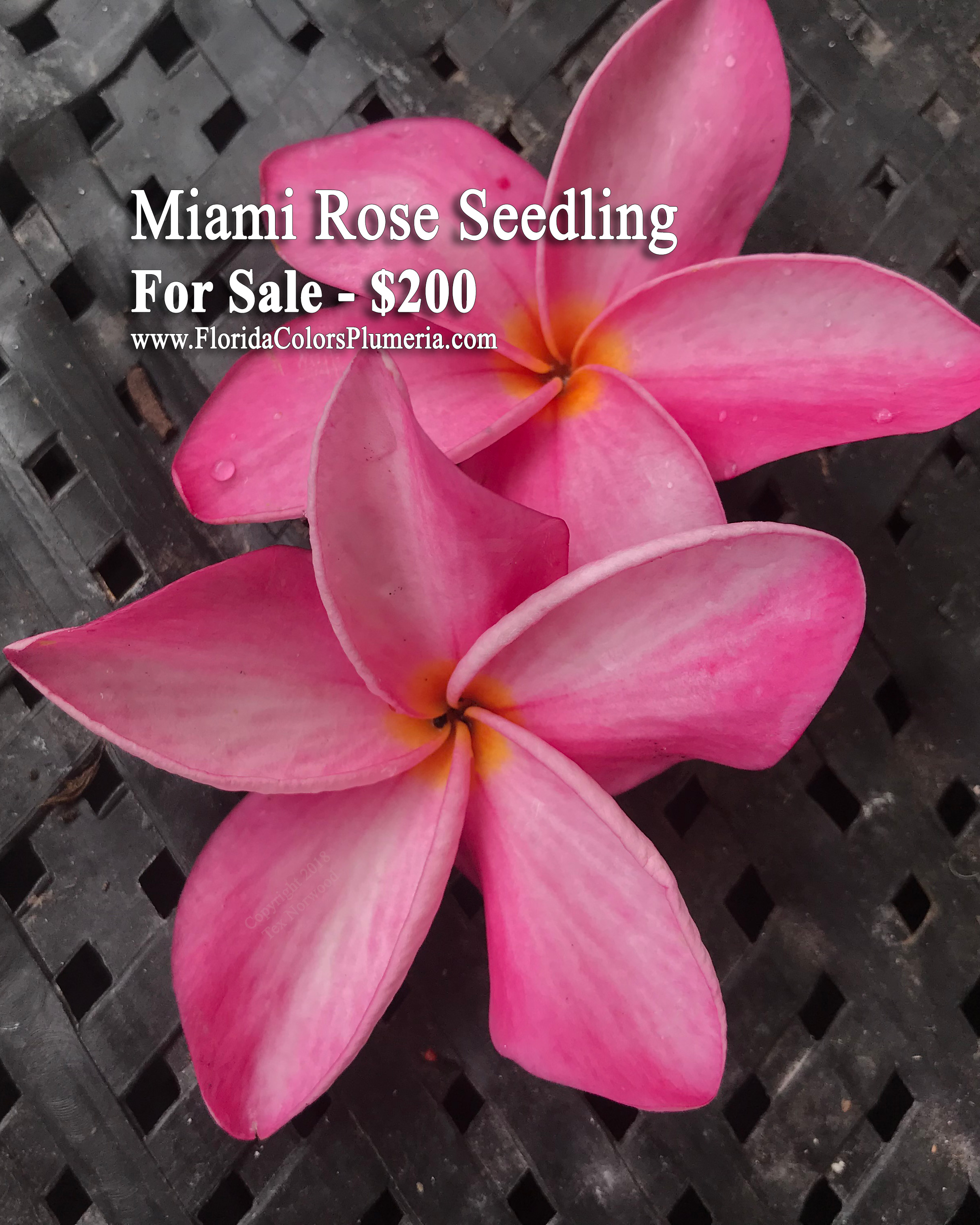 Miami Rose plumeria photo