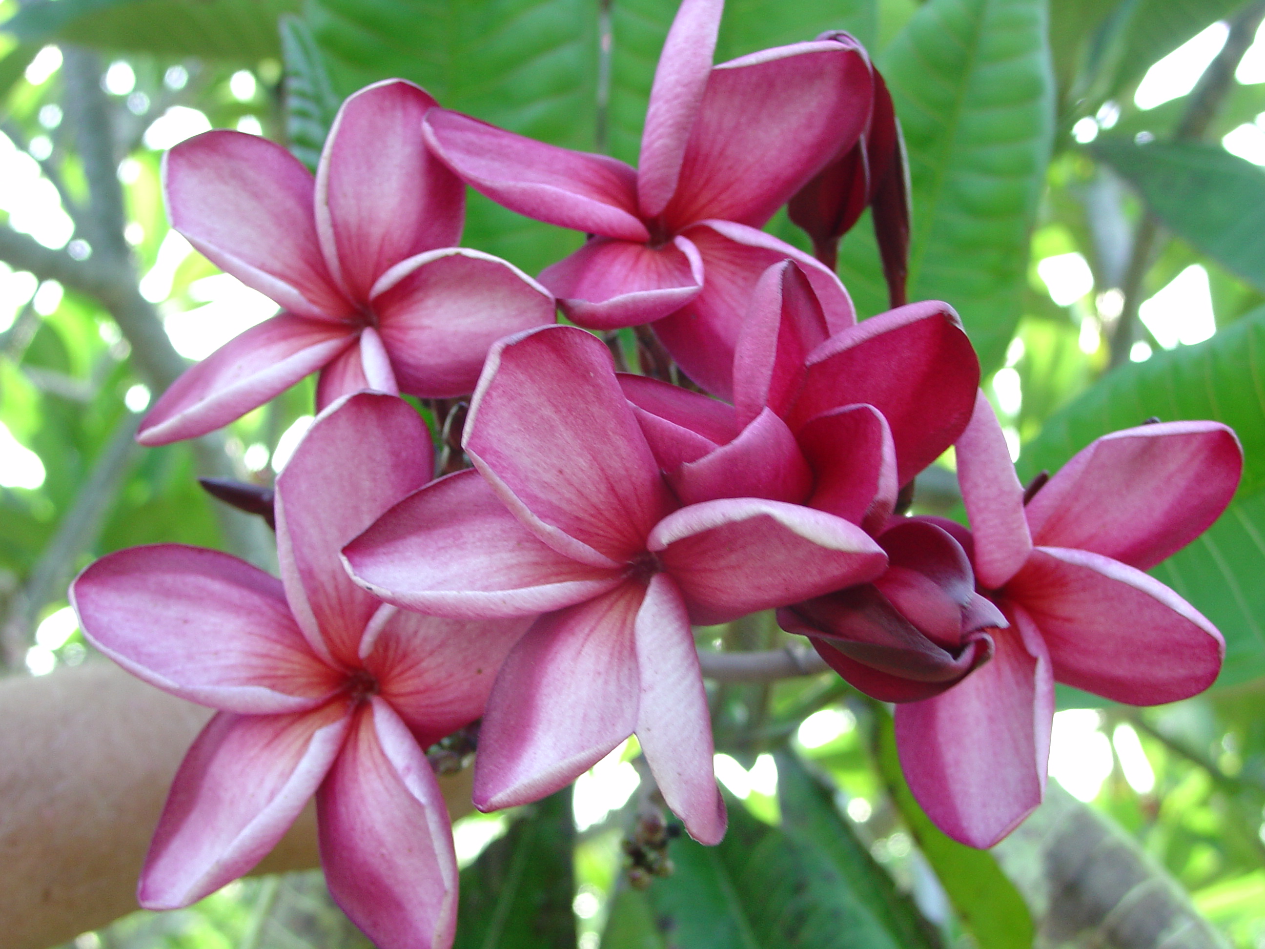 Michelle Gervais plumeria photo