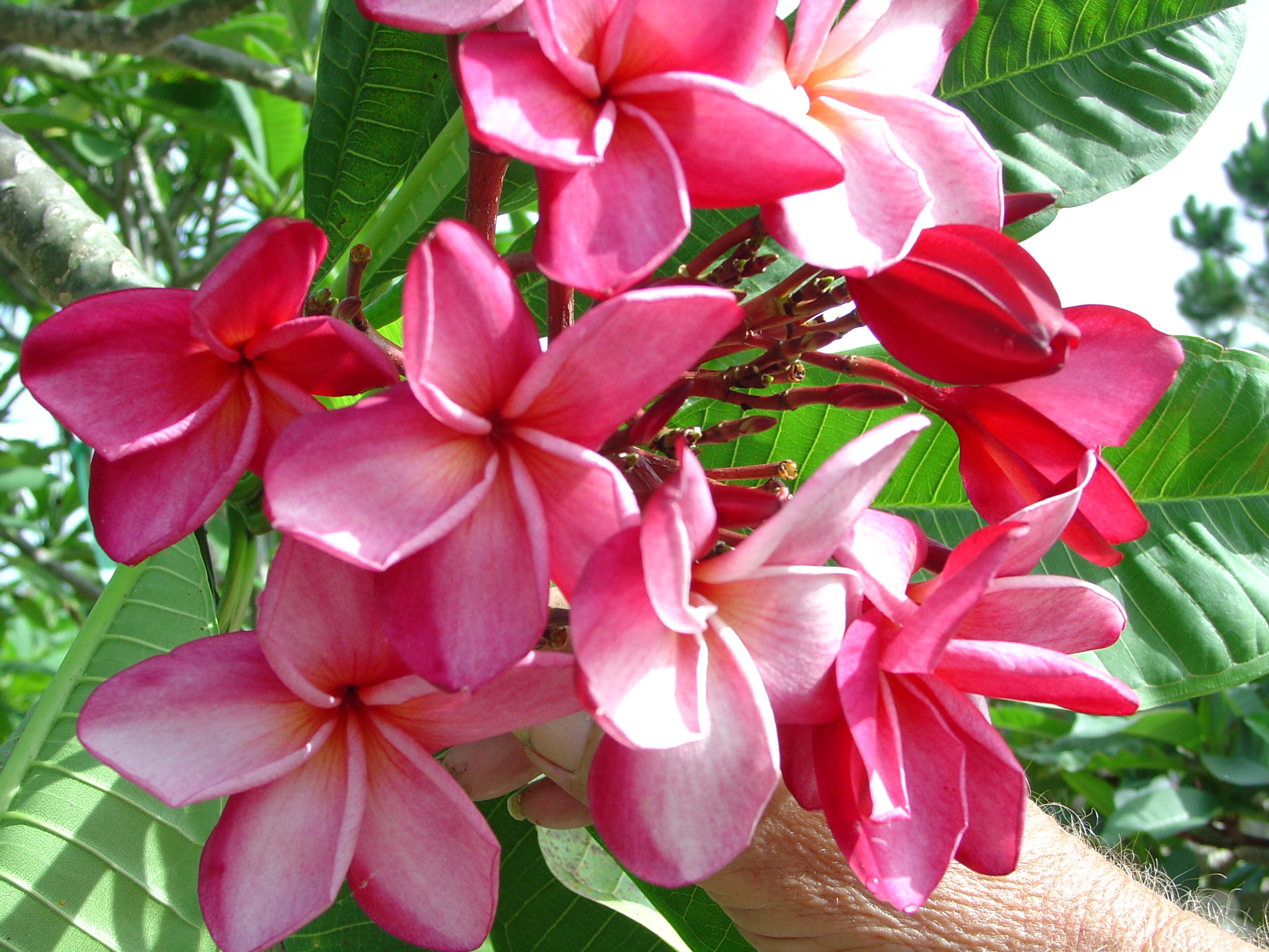 Michelle Gervais plumeria photo
