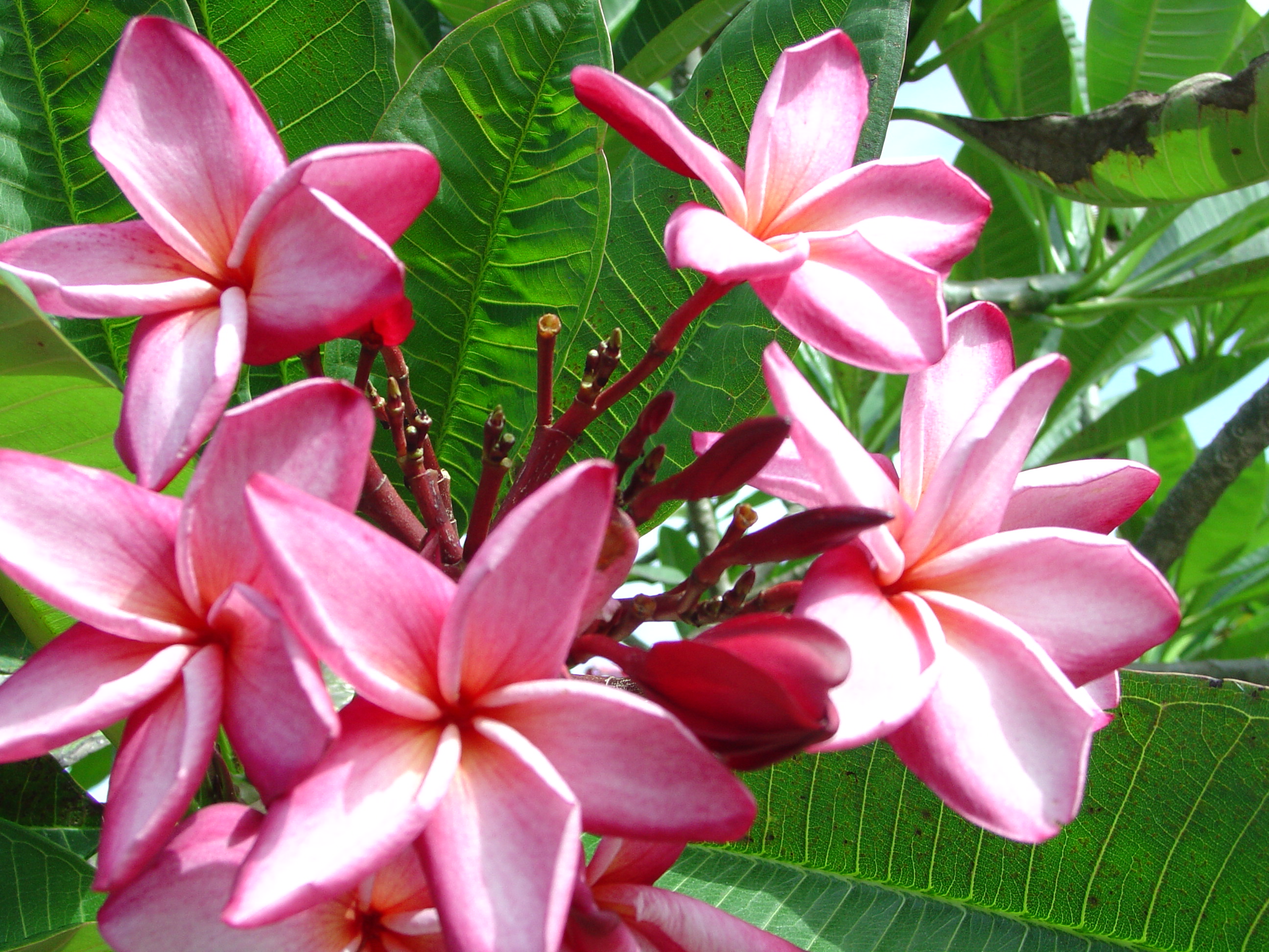 Michelle Gervais plumeria photo