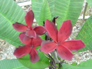 Midnight Ruby plumeria