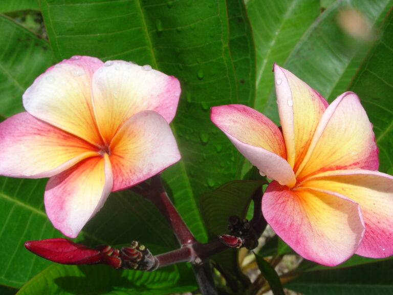 Mina #5 plumeria photo