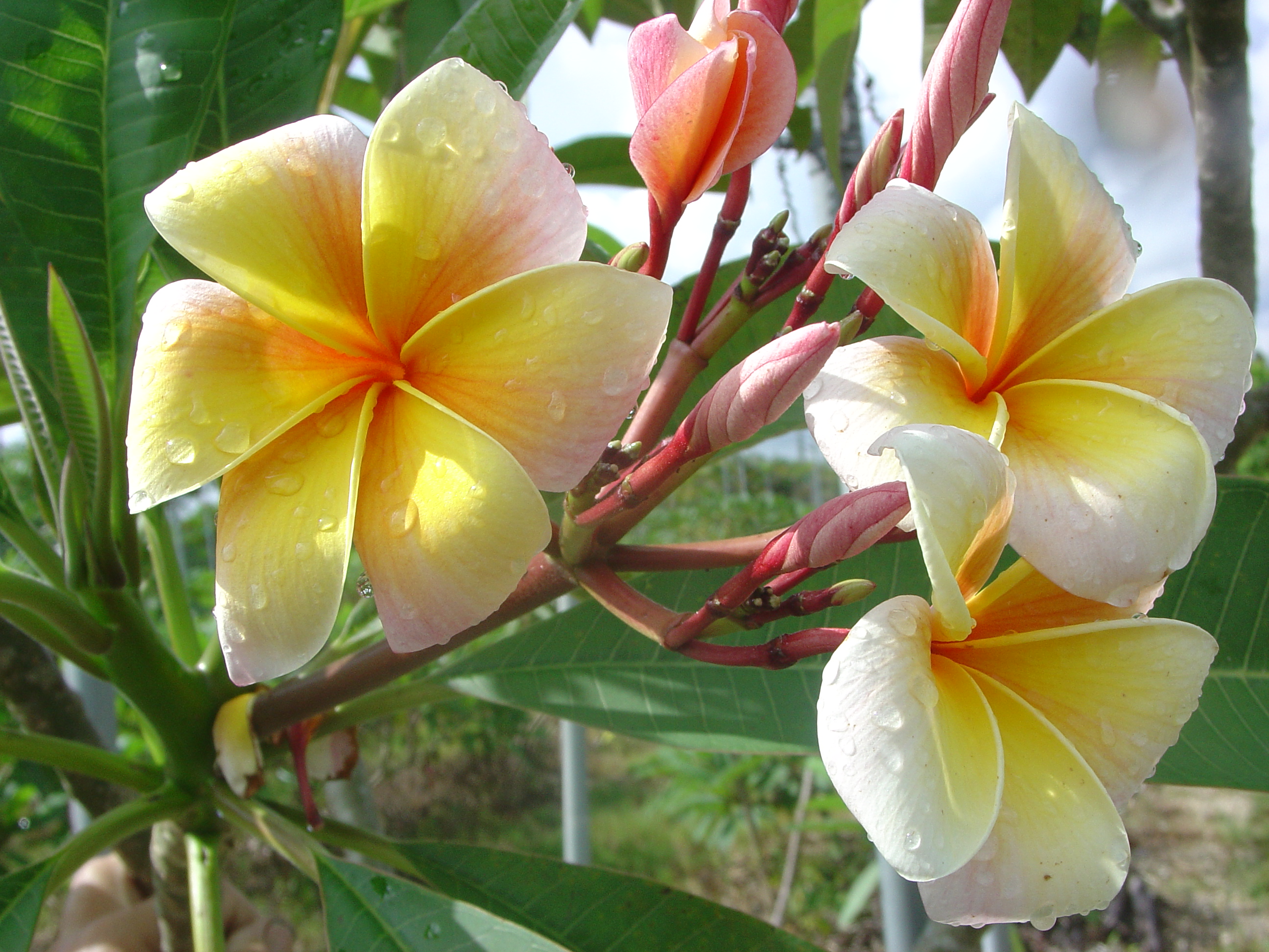 Mina #5 plumeria photo