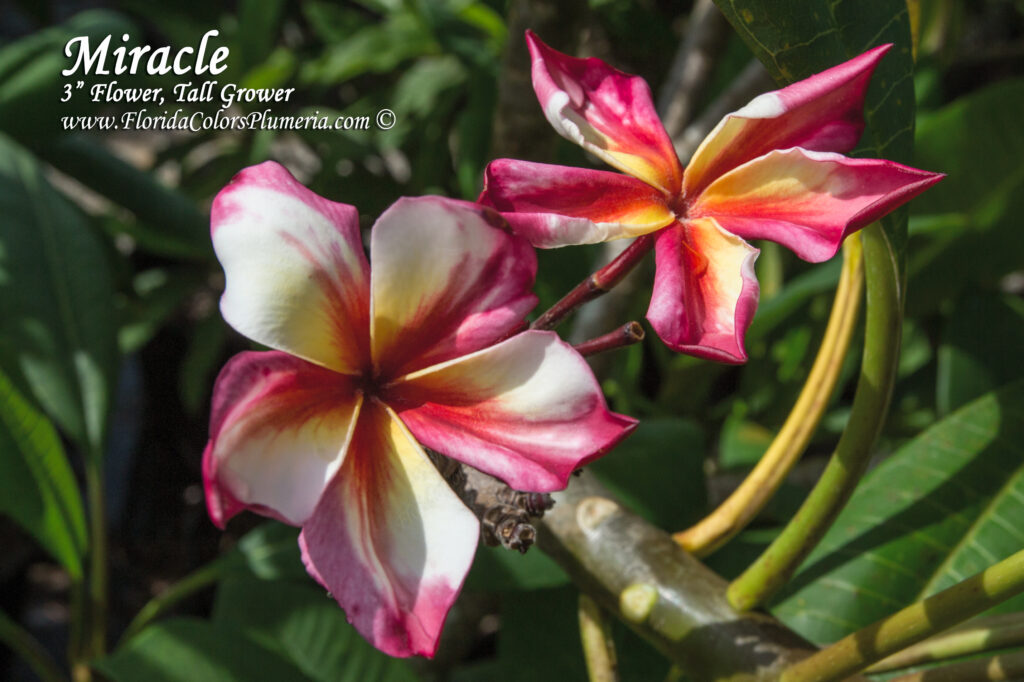 Miracle plumeria photo