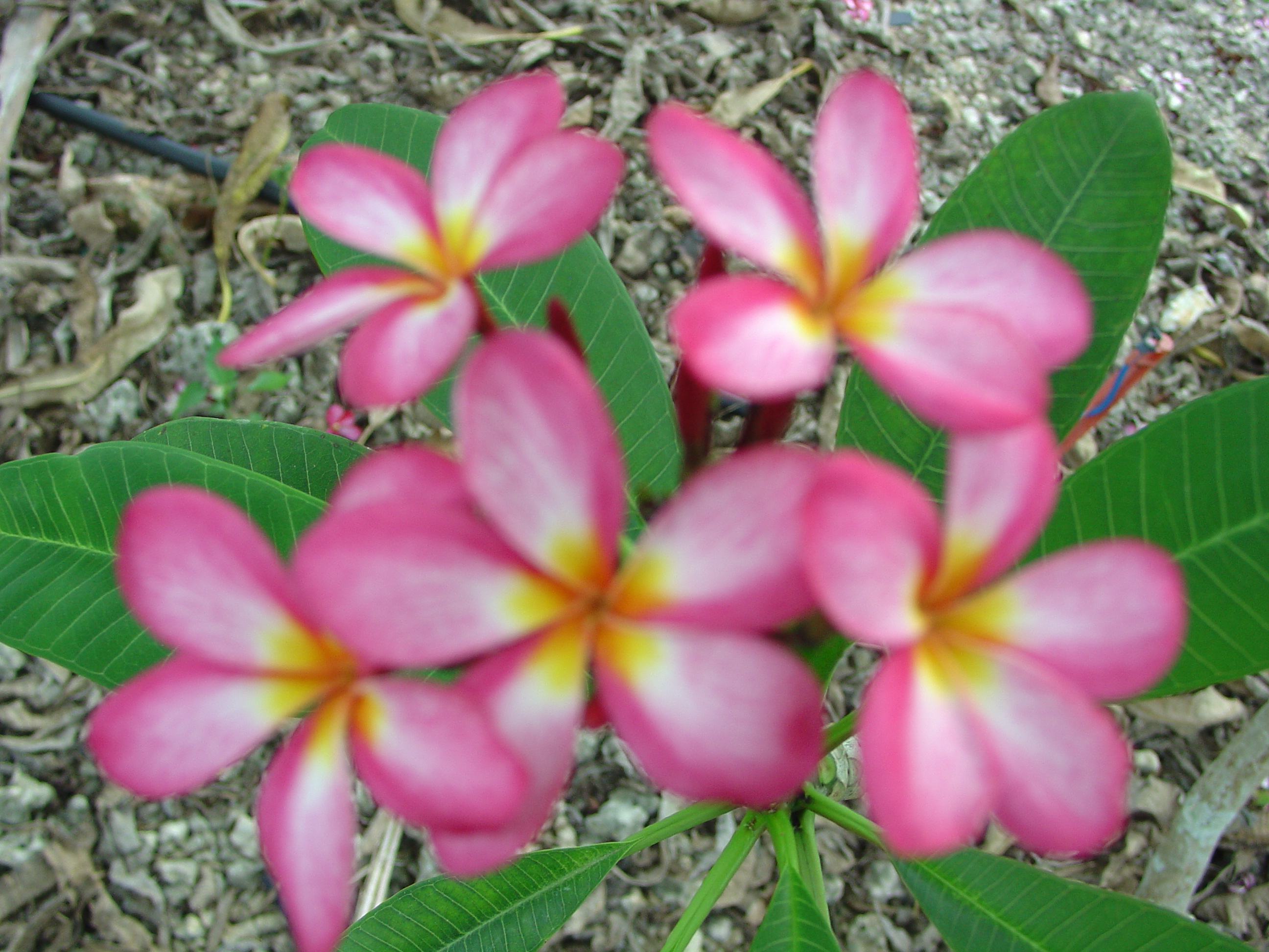 Miracle Pink plumeria photo