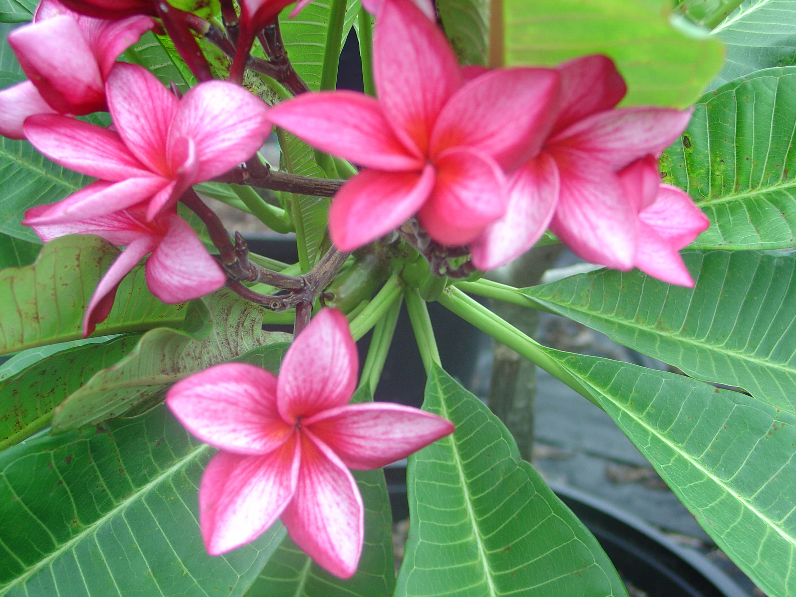 Bewitched plumeria photo