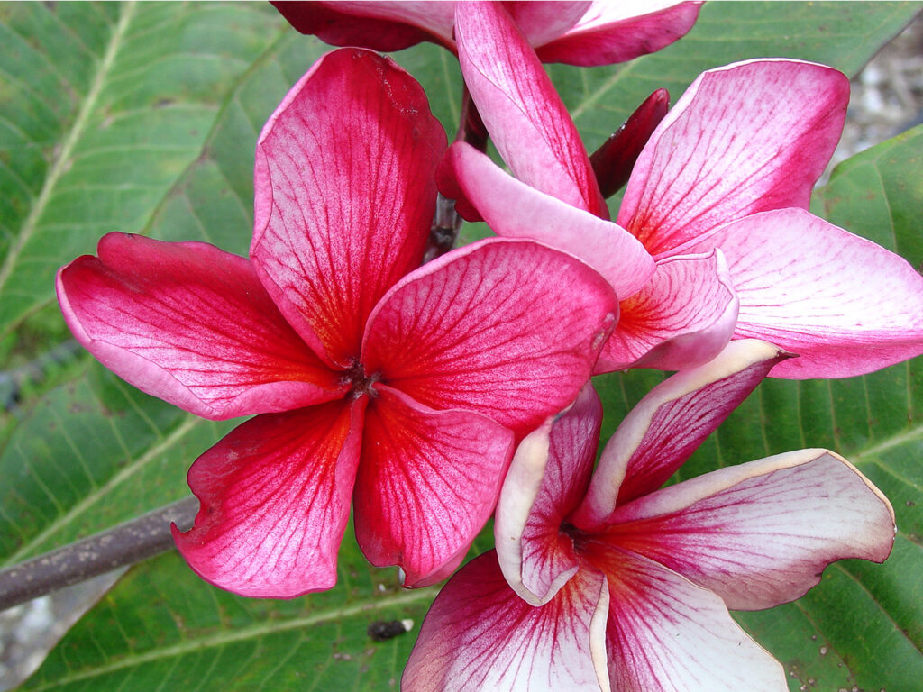 Bewitched plumeria photo