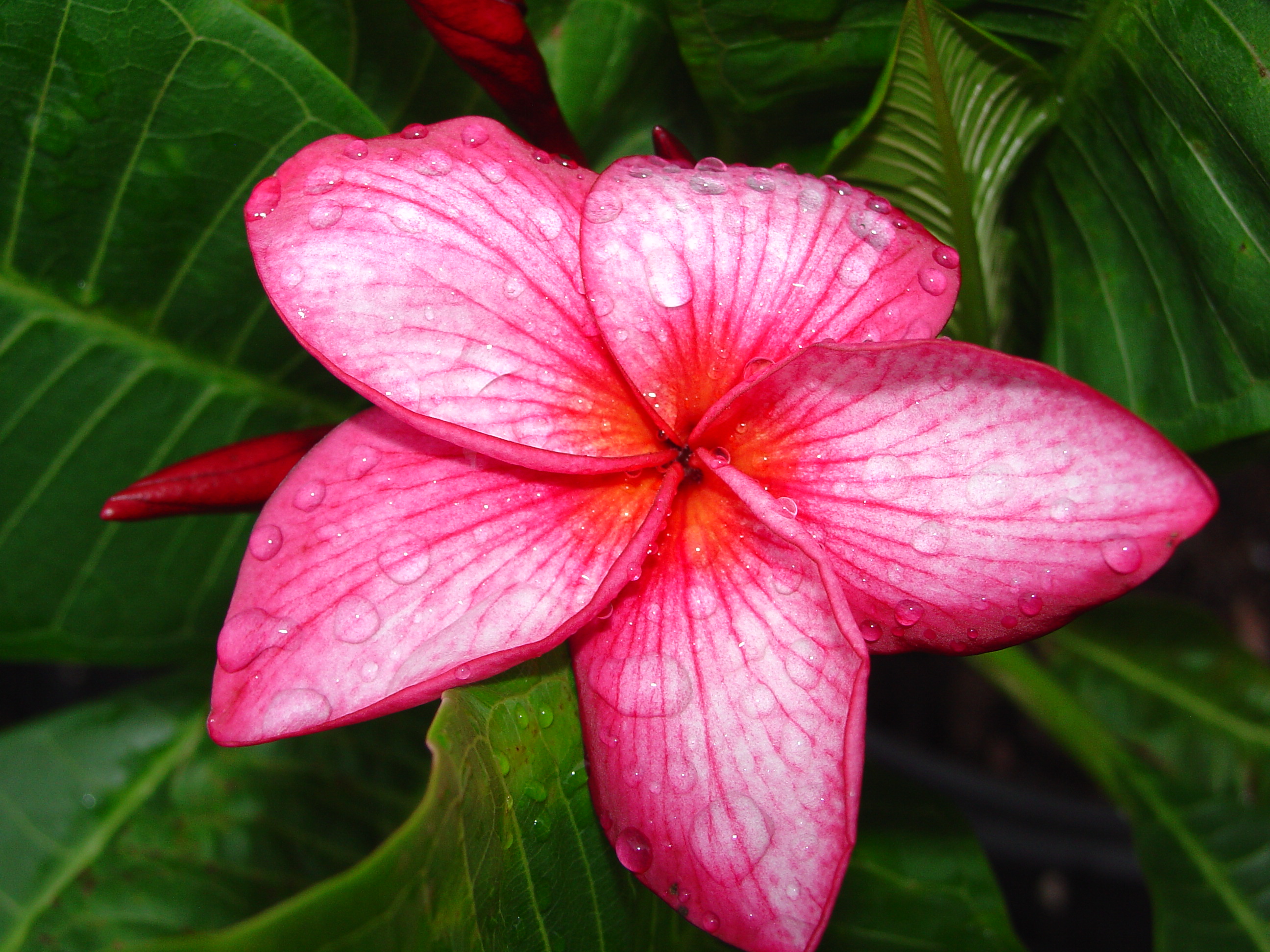 Bewitched plumeria photo
