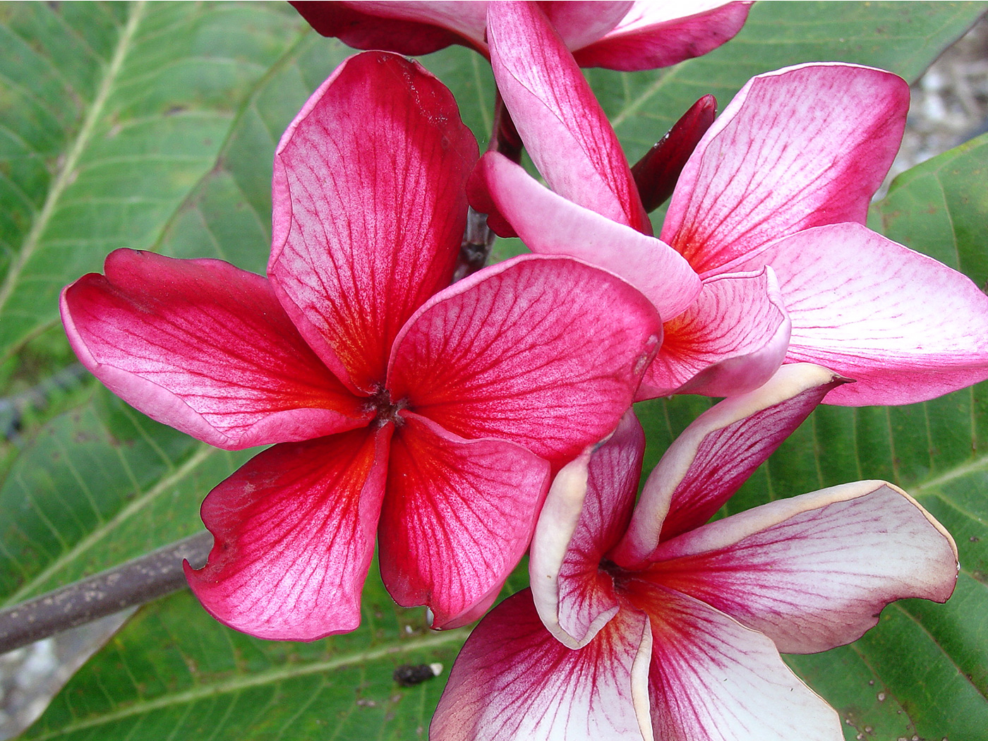 Bewitched plumeria photo