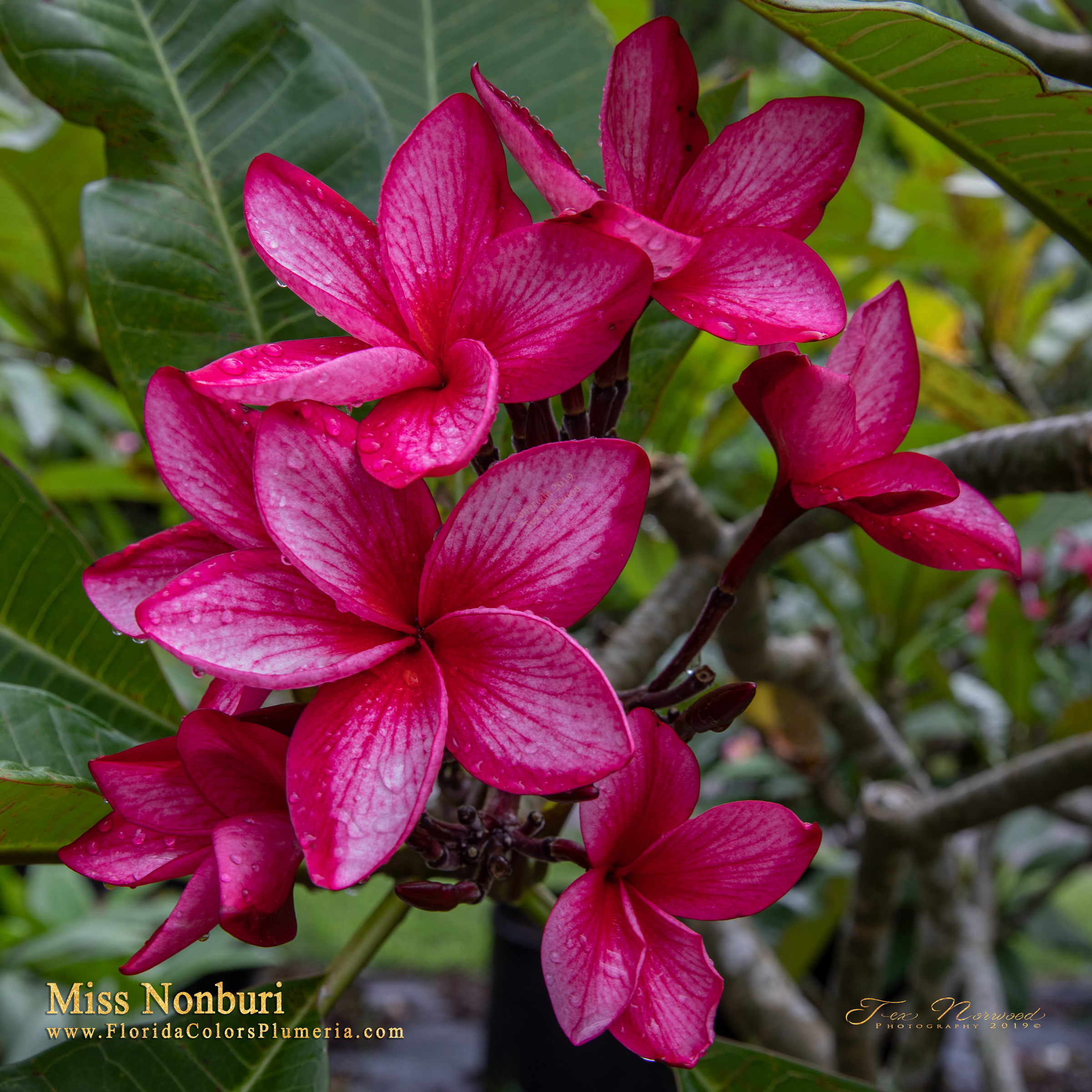 Bewitched plumeria photo