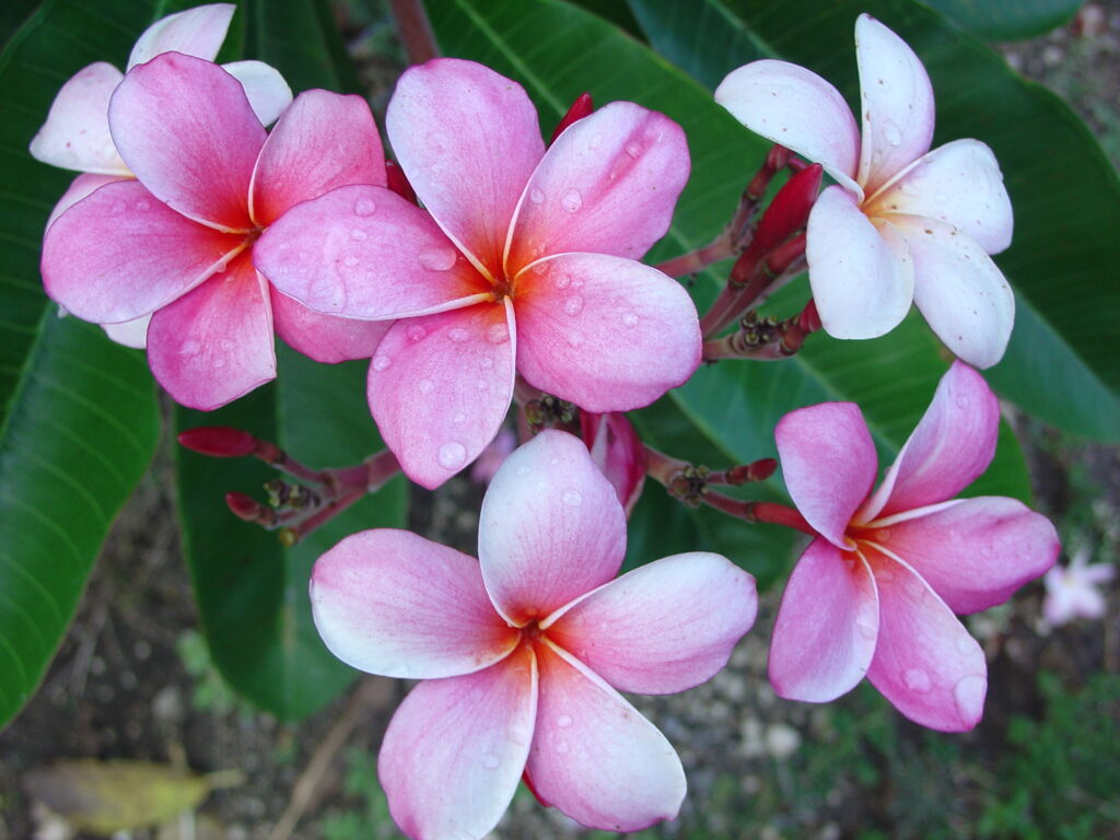 Moir plumeria photo