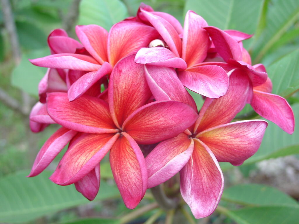 Moragne 103 plumeria photo