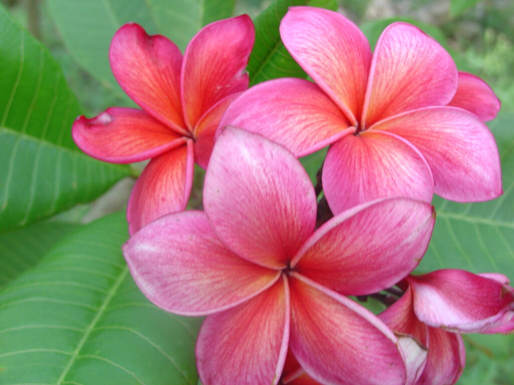 Moragne 103 plumeria photo