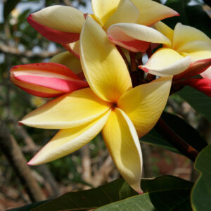 Moragne 23 plumeria flower