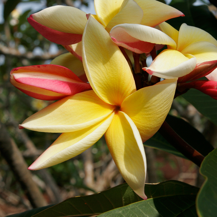 Moragne 23 plumeria photo