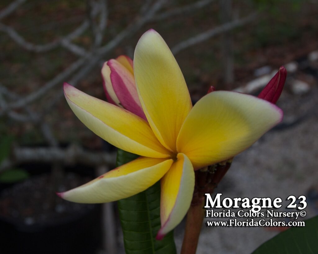 Moragne 23 plumeria photo