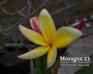 Moragne 23 plumeria photo