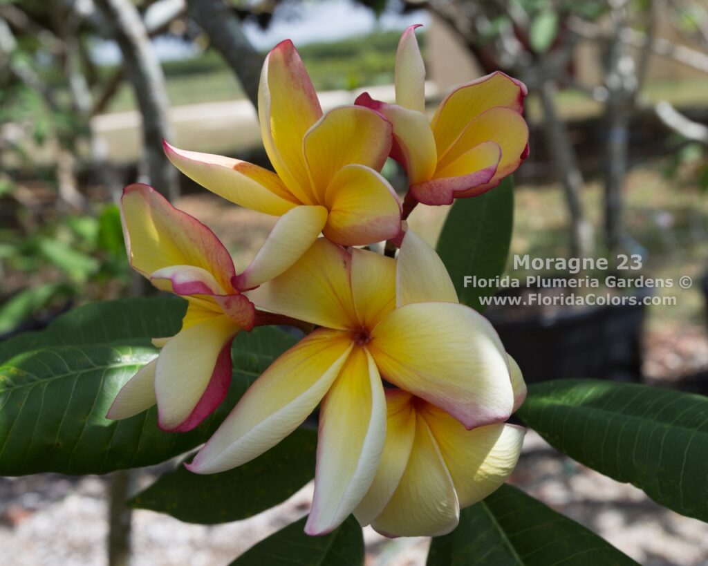 Moragne 23 plumeria photo