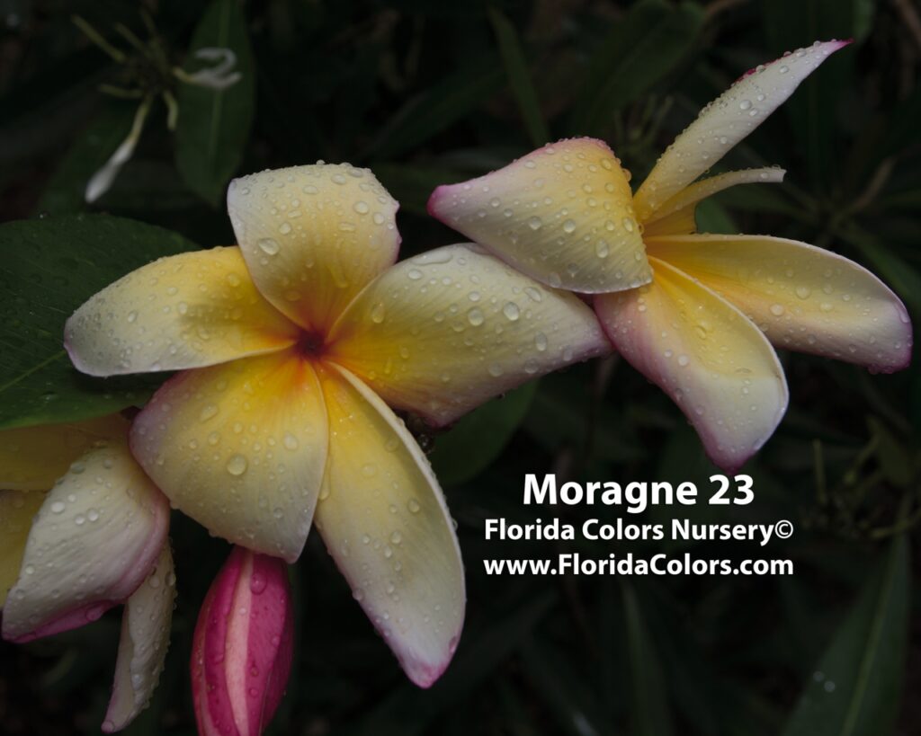 Moragne 23 plumeria photo