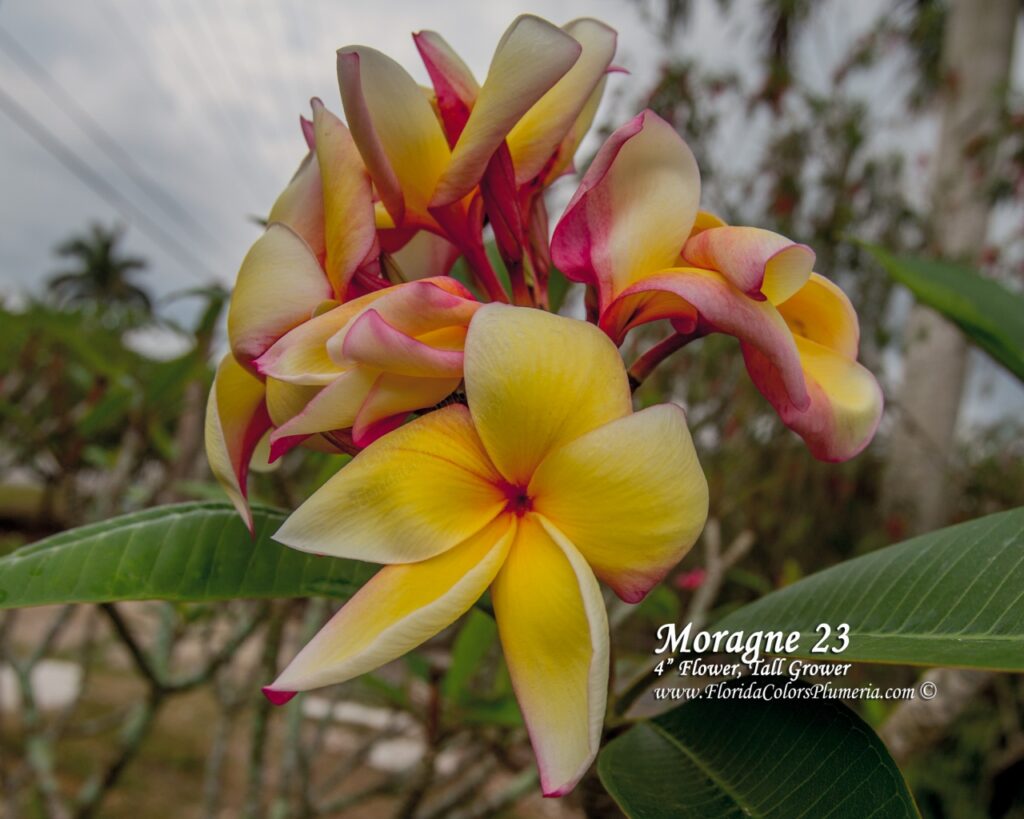 Moragne 23 plumeria photo