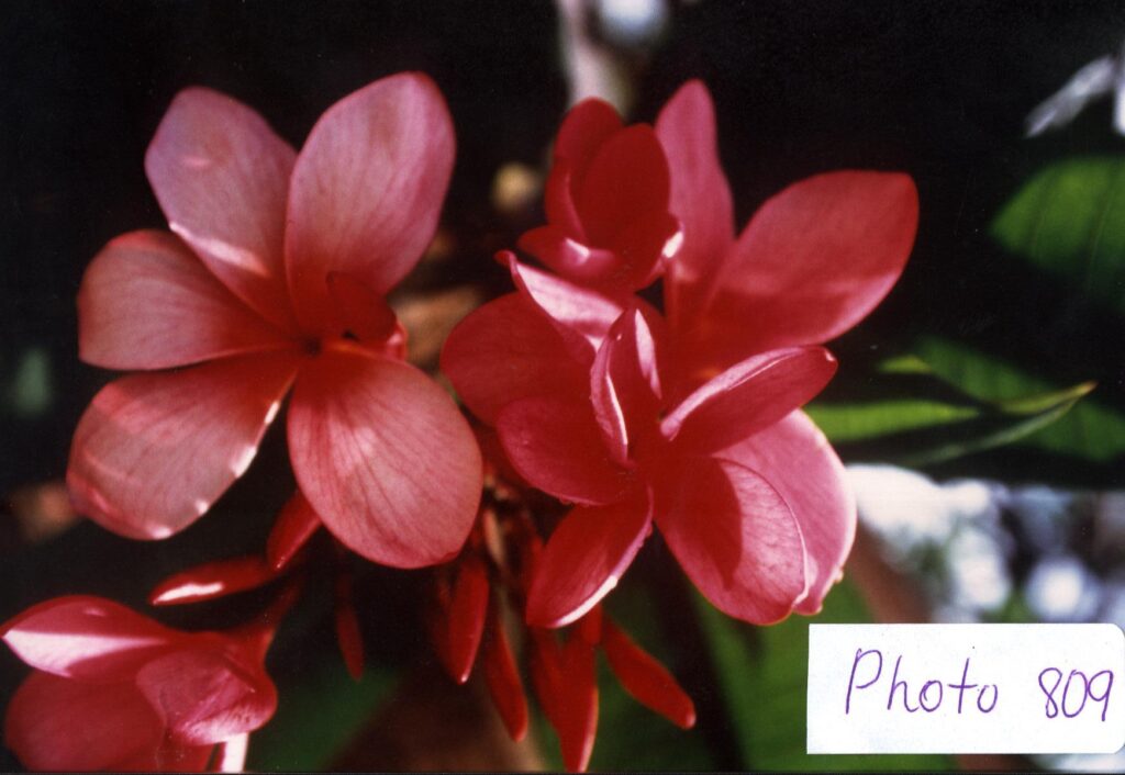 Moragne 809 plumeria photo