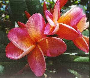 Moragne Rainbow plumeria photo