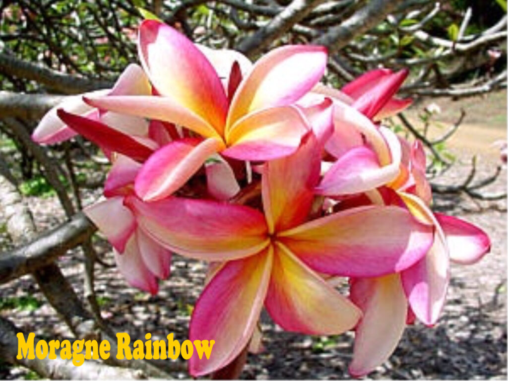 Moragne Rainbow plumeria photo