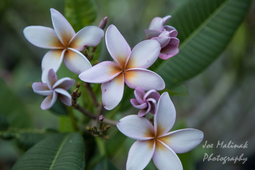 Morning Mist plumeria photo